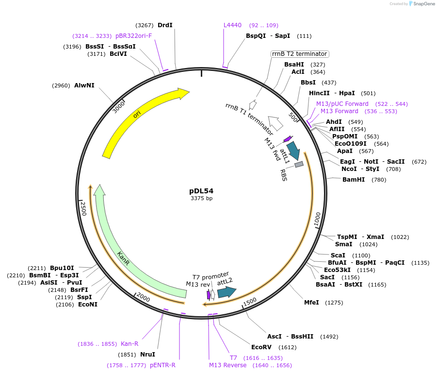 175885-plasmid-map-sequence-id-375396