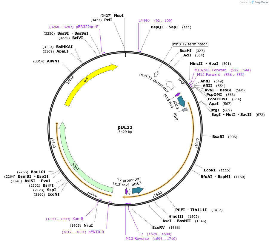 175906-plasmid-map-sequence-id-375399