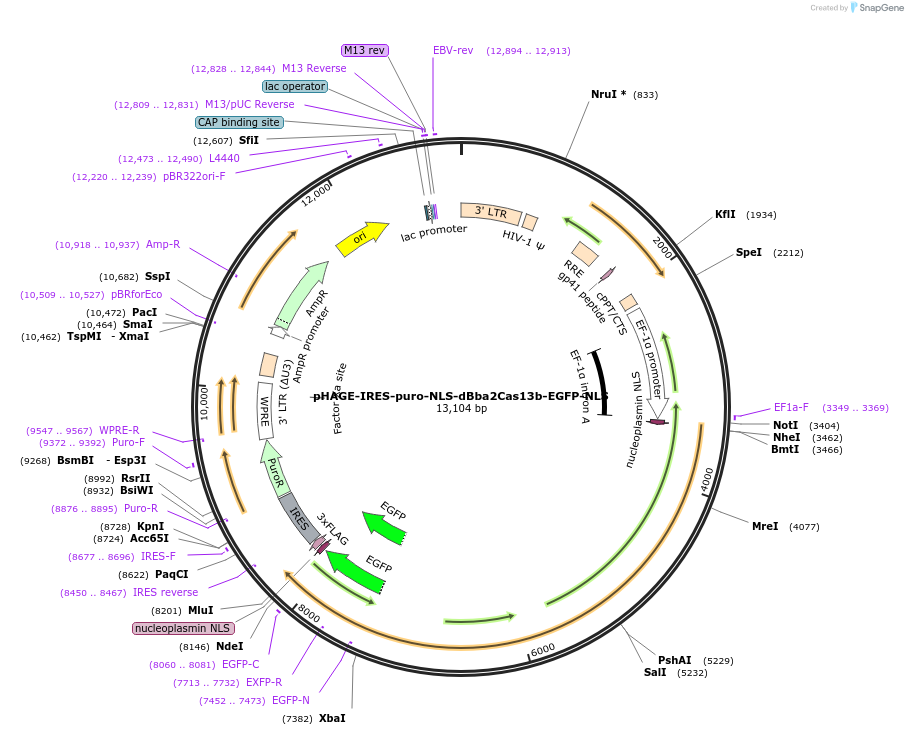 191362-plasmid-map-sequence-id-375401