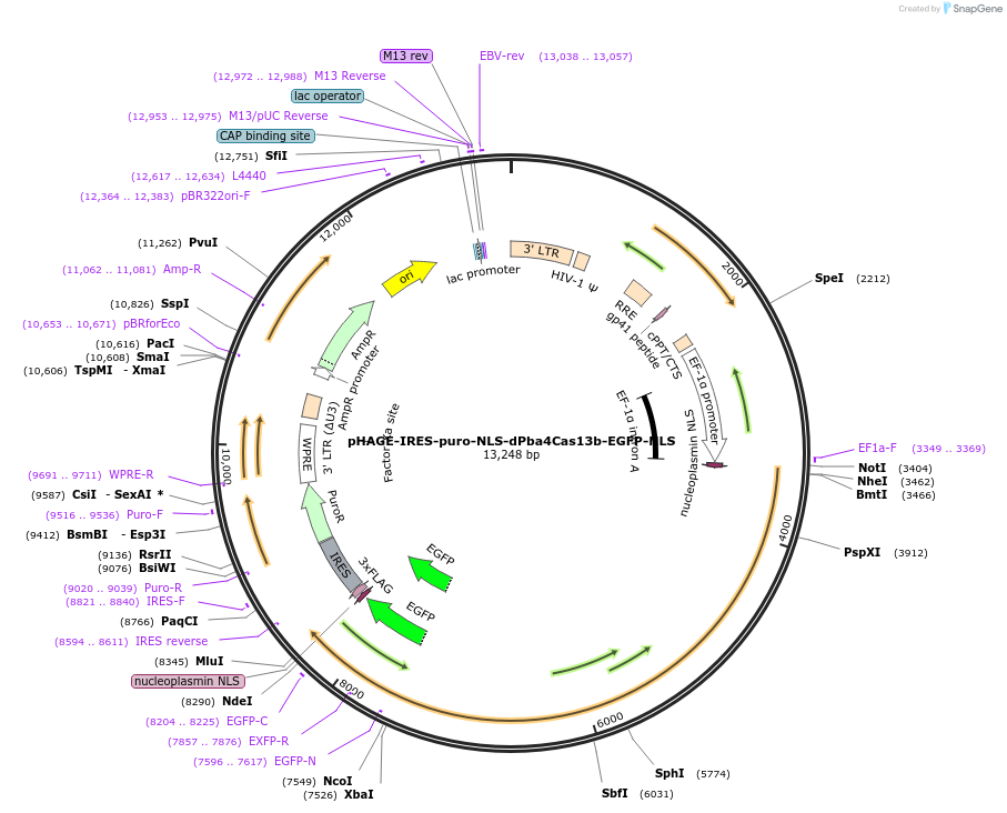 191363-plasmid-map-sequence-id-375402