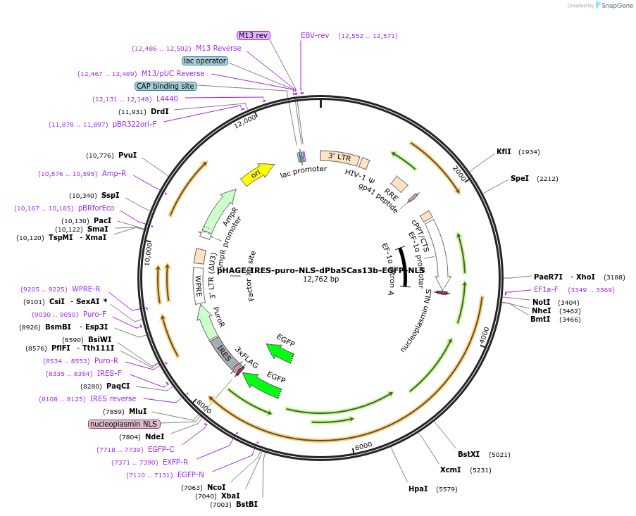 191364-plasmid-map-sequence-id-375405