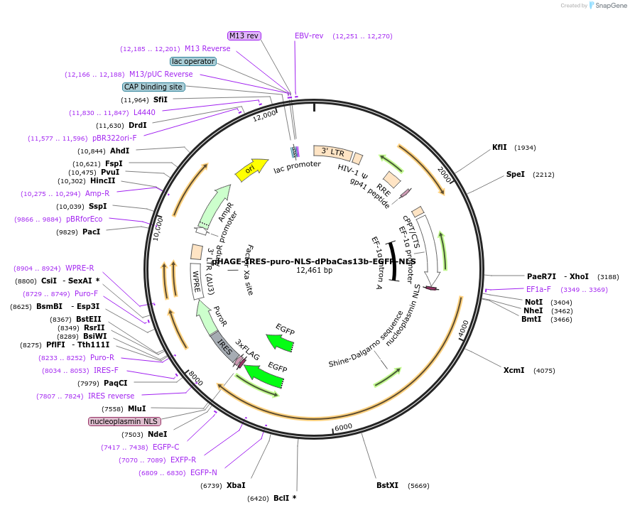 191365-plasmid-map-sequence-id-375406