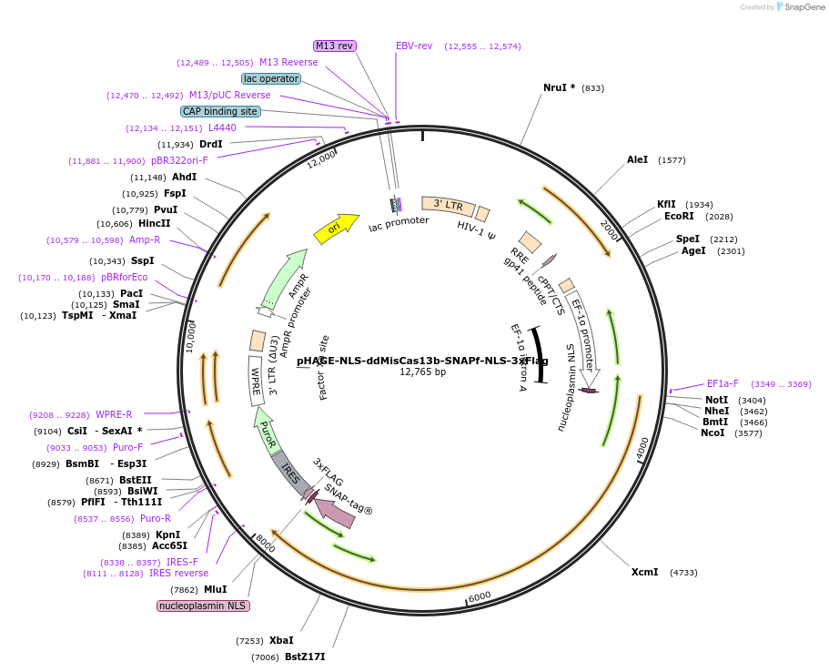 191537-plasmid-map-sequence-id-375411