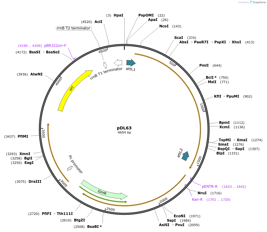 175887-plasmid-map-sequence-id-375418