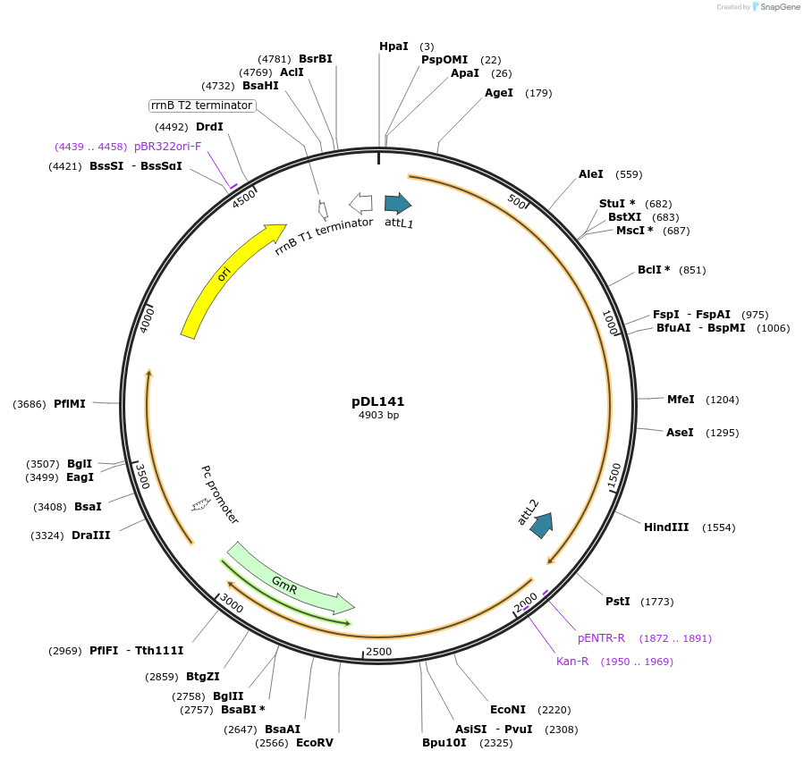175918-plasmid-map-sequence-id-375421