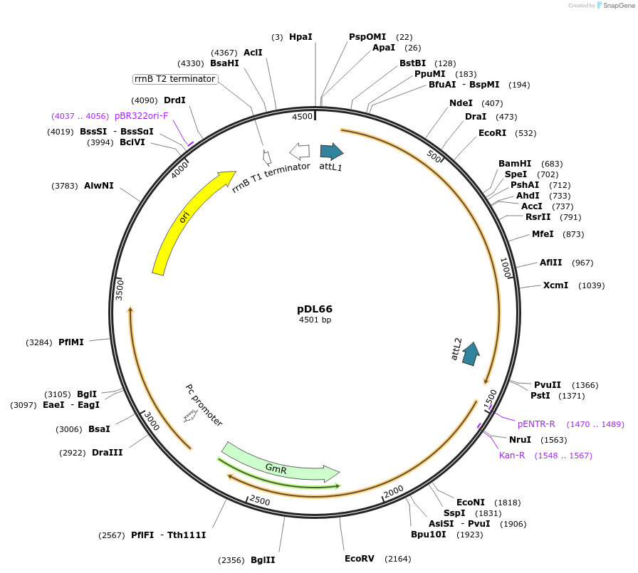 175894-plasmid-map-sequence-id-375422
