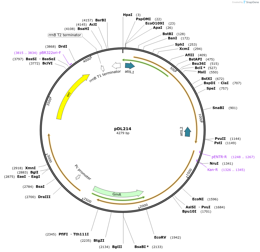 175923-plasmid-map-sequence-id-375423