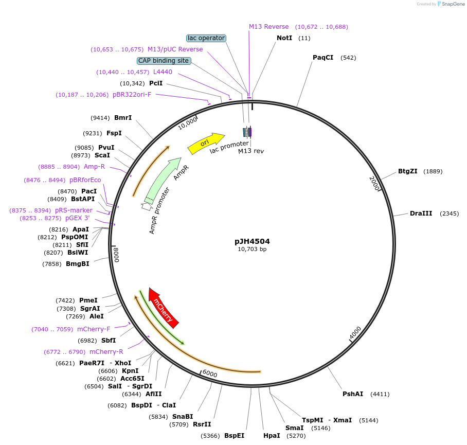 191702-plasmid-map-sequence-id-375424