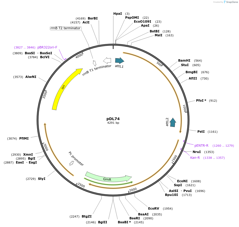 175910-plasmid-map-sequence-id-375425