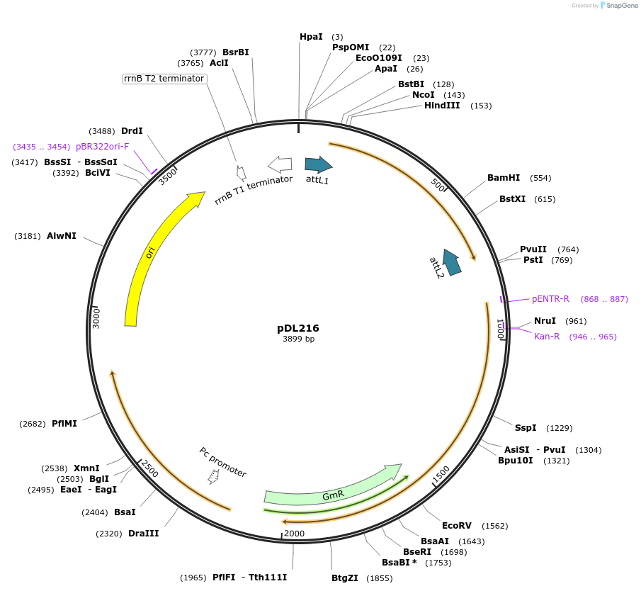 175922-plasmid-map-sequence-id-375427