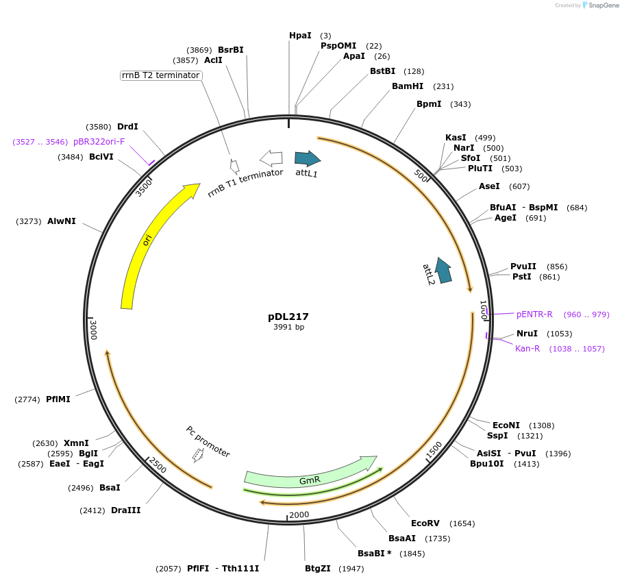 175921-plasmid-map-sequence-id-375429