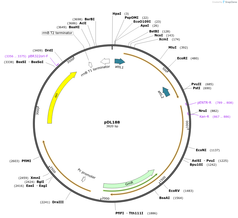 175930-plasmid-map-sequence-id-375430