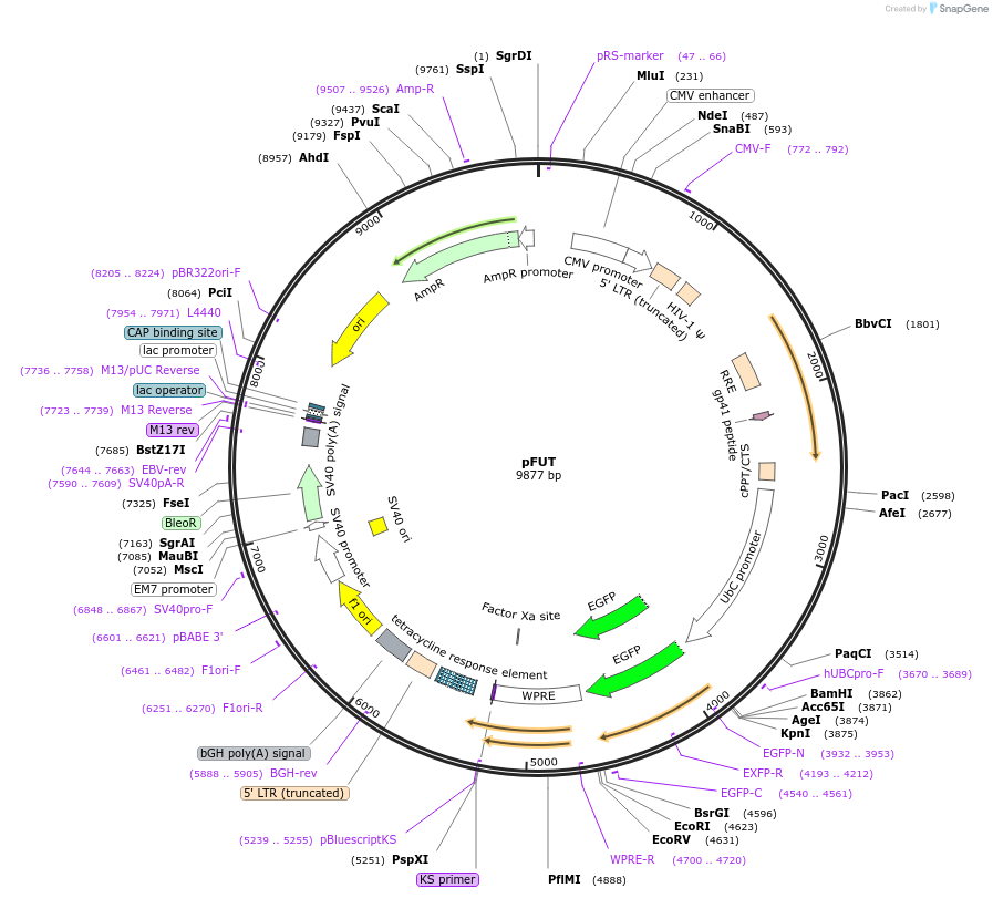 29643-plasmid-map-sequence-id-37545