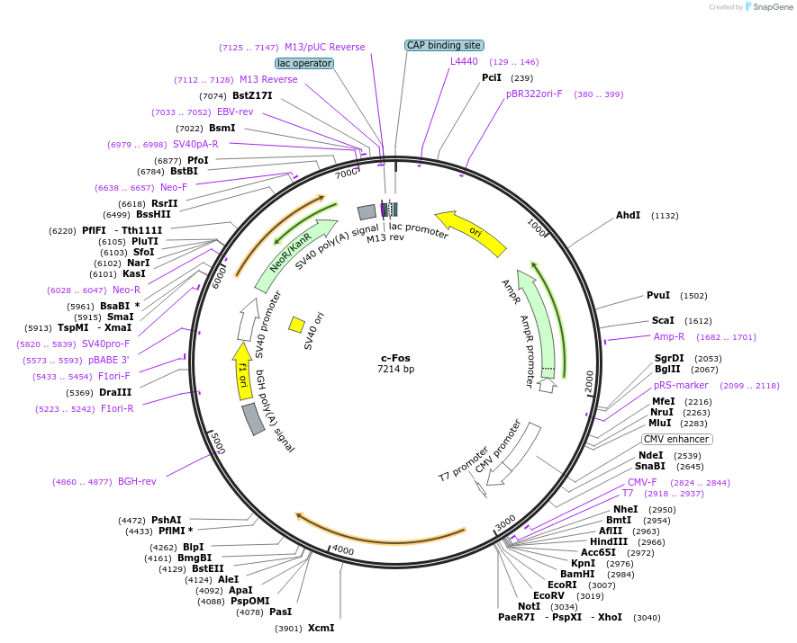 187905-plasmid-map-sequence-id-375470
