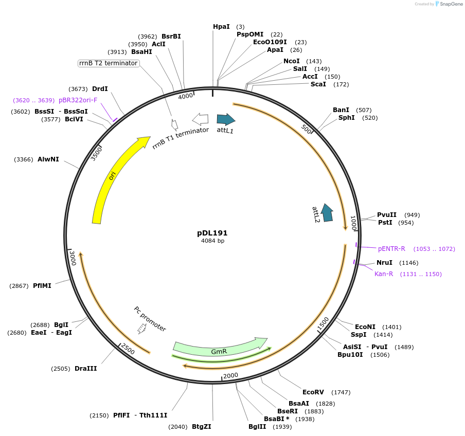 175932-plasmid-map-sequence-id-375475