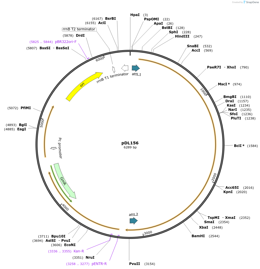 175920-plasmid-map-sequence-id-375476