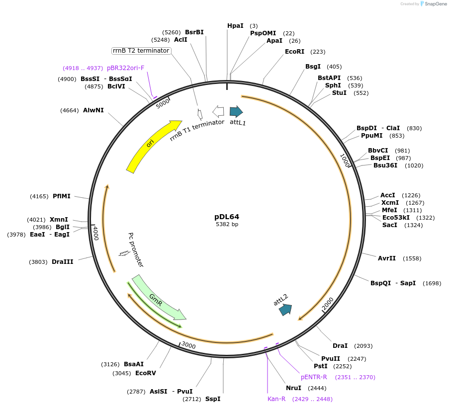 175886-plasmid-map-sequence-id-375478