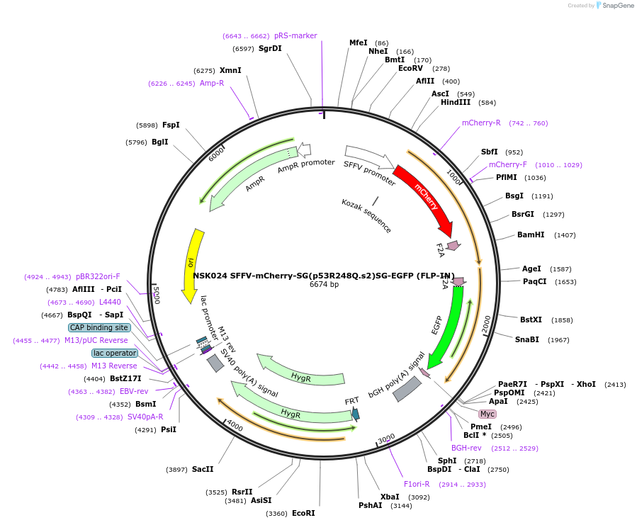 191169-plasmid-map-sequence-id-375479