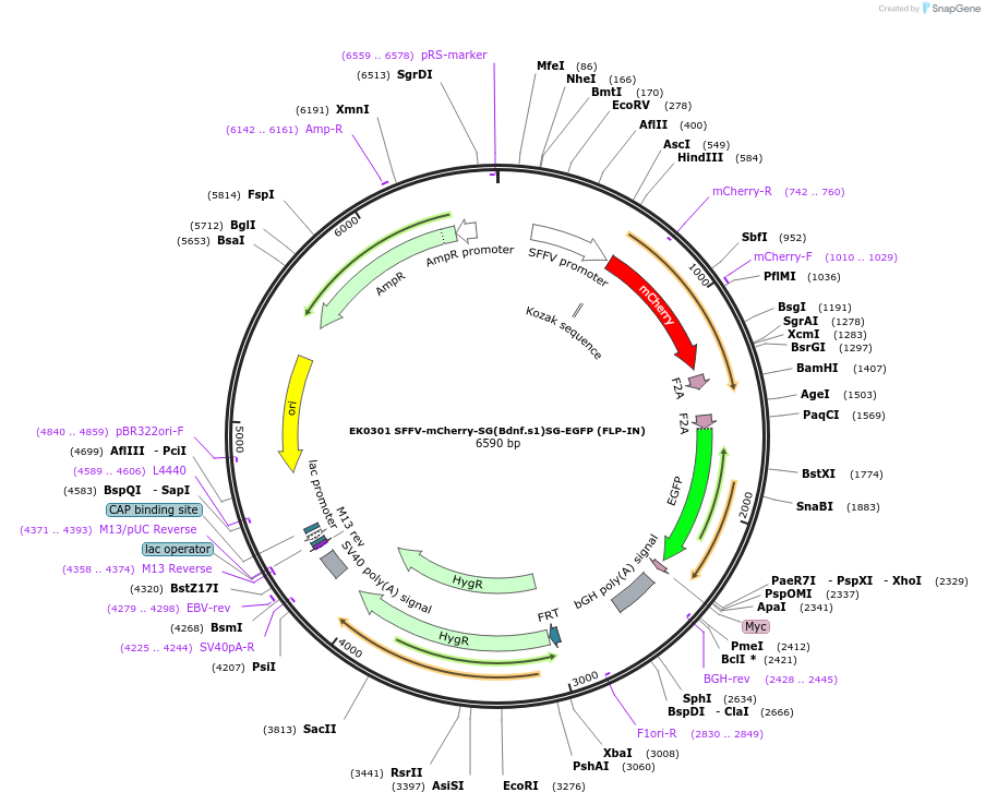 191144-plasmid-map-sequence-id-375480