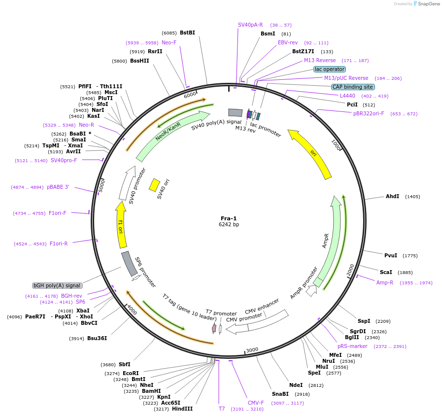 187906-plasmid-map-sequence-id-375485