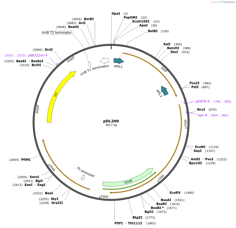 175931-plasmid-map-sequence-id-375489