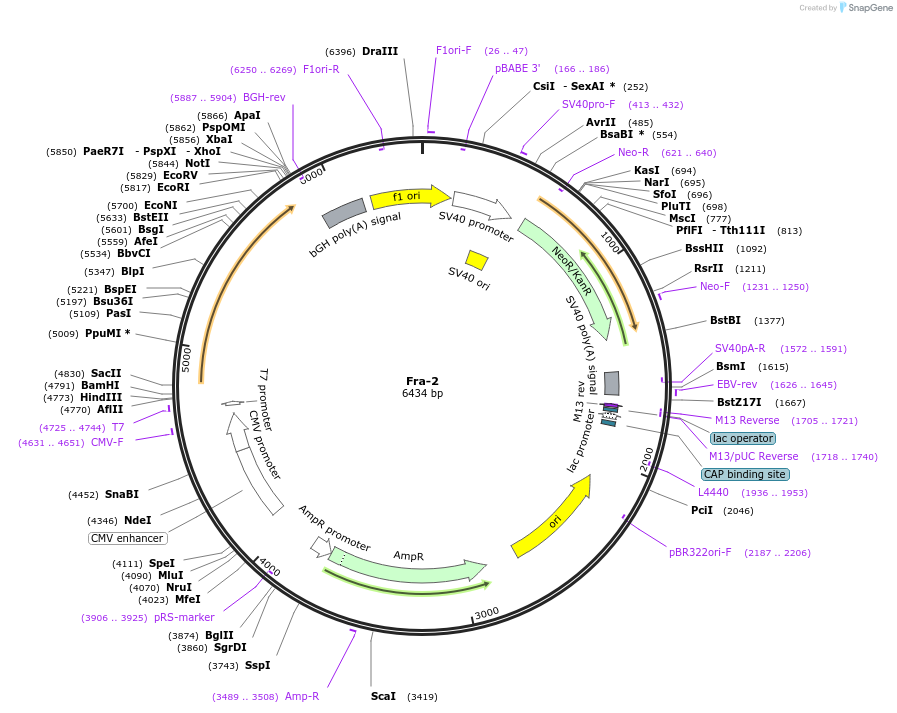187907-plasmid-map-sequence-id-375491