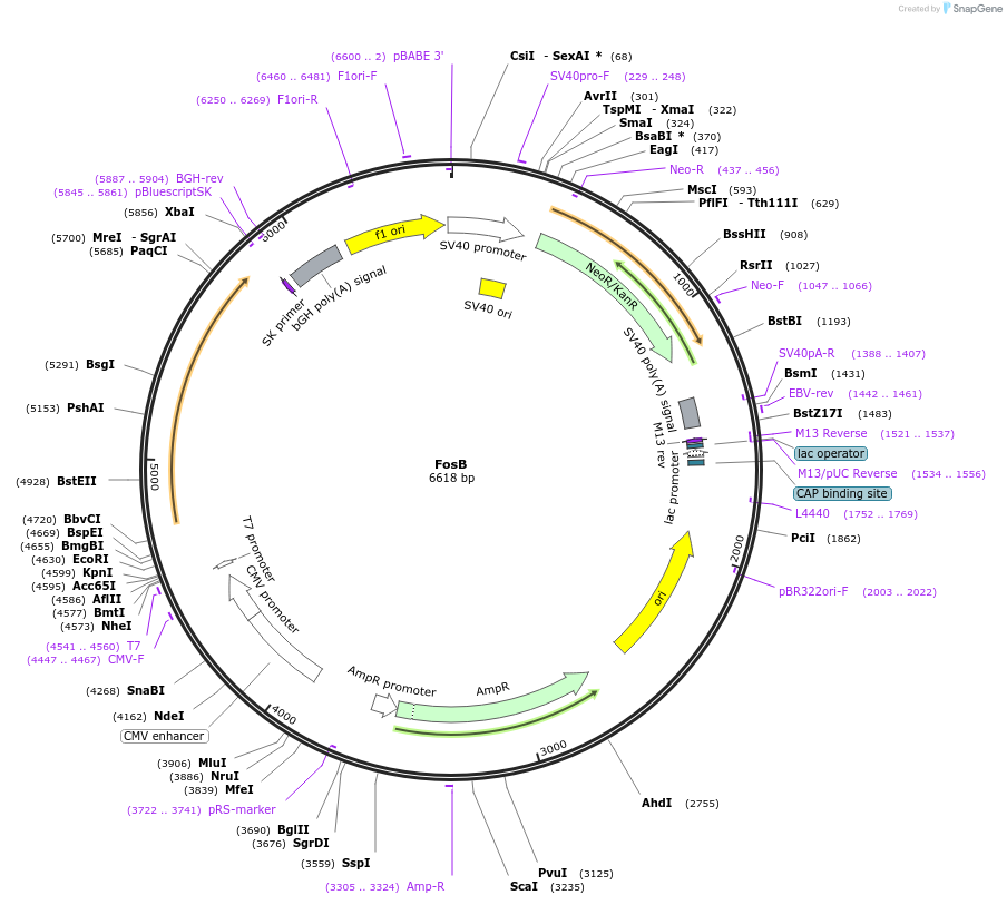 187908-plasmid-map-sequence-id-375492