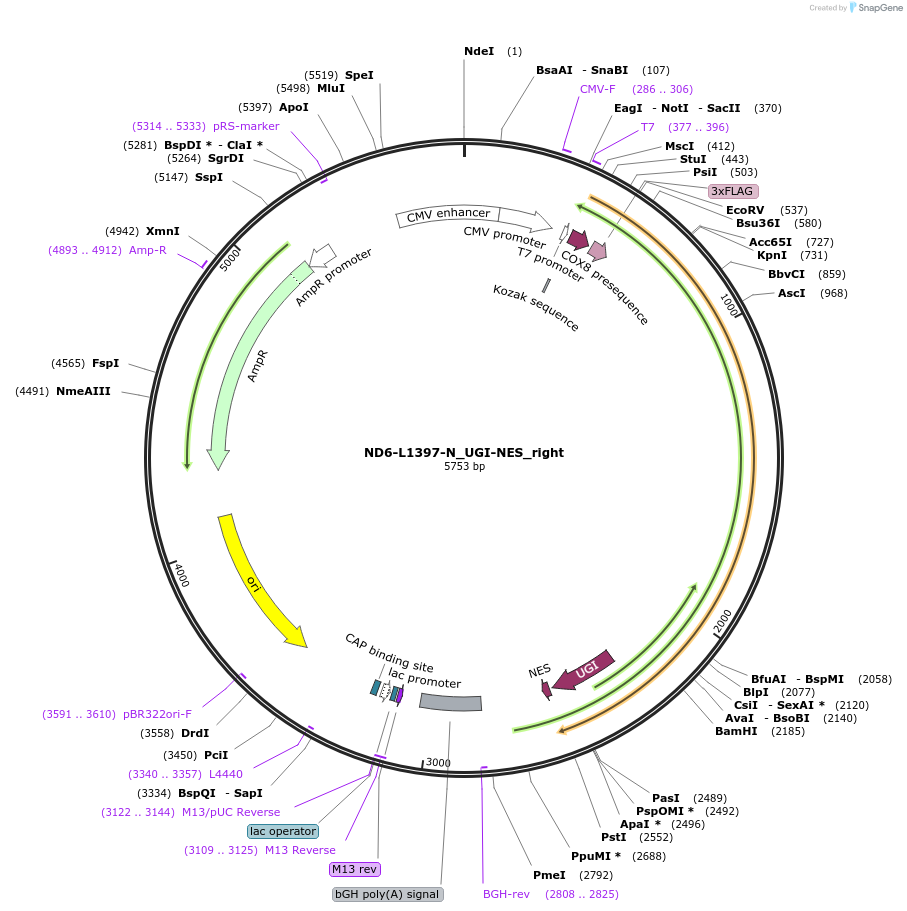 187846-plasmid-map-sequence-id-375493