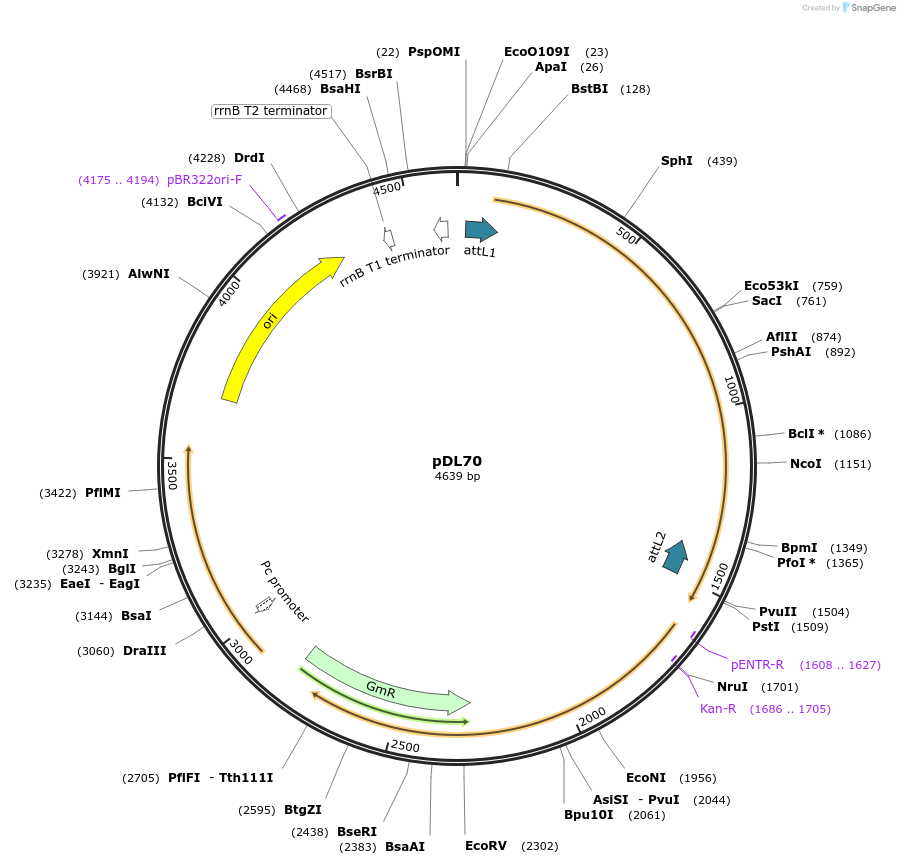 175897-plasmid-map-sequence-id-375497