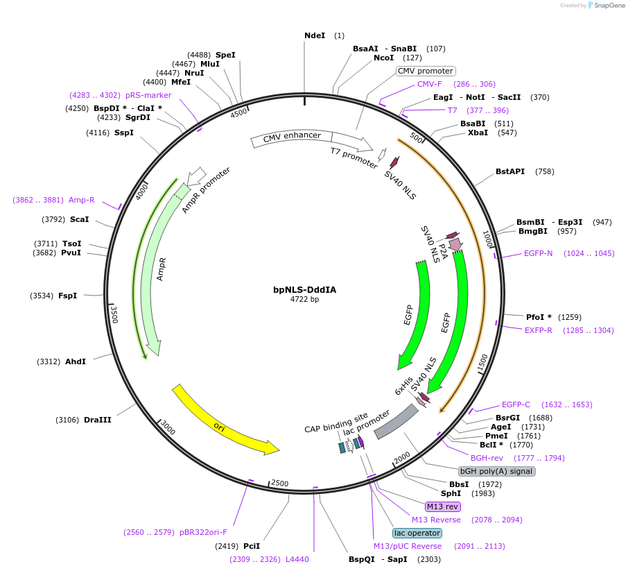 187847-plasmid-map-sequence-id-375498