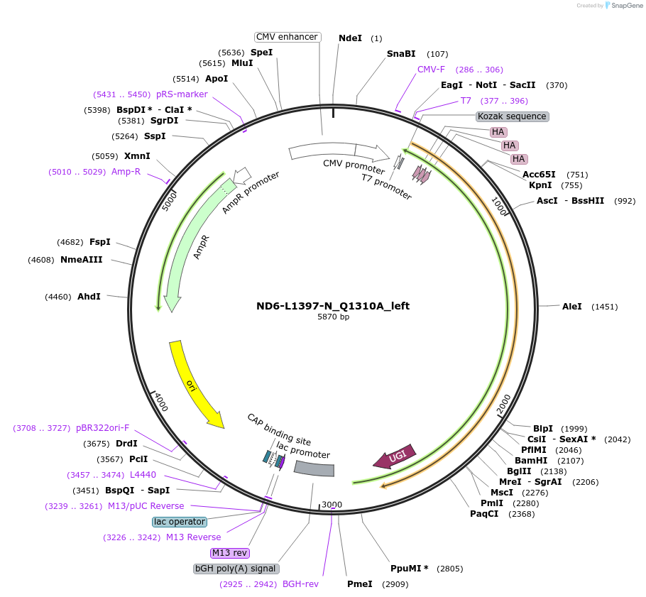 187848-plasmid-map-sequence-id-375499