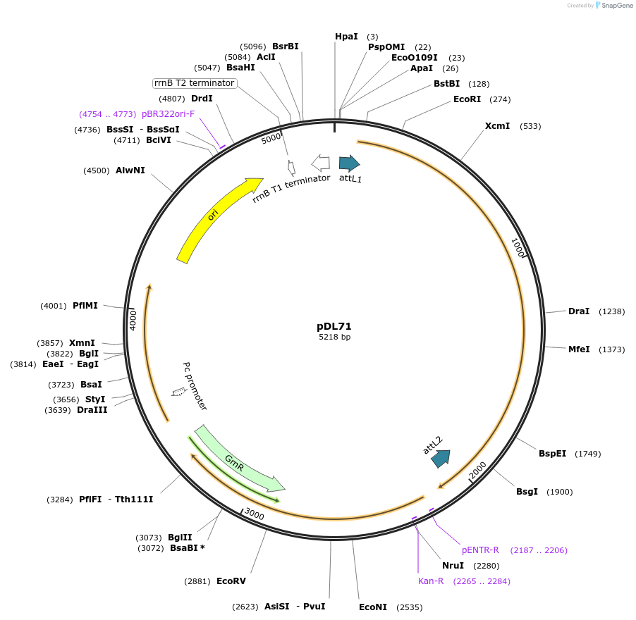 175903-plasmid-map-sequence-id-375501