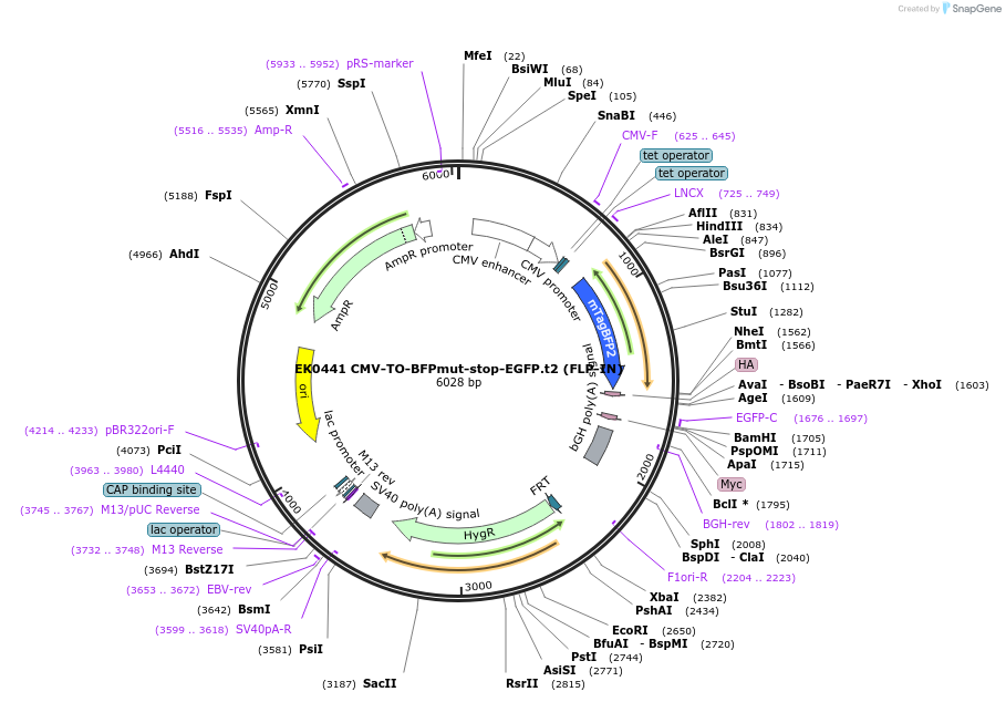 191161-plasmid-map-sequence-id-375502