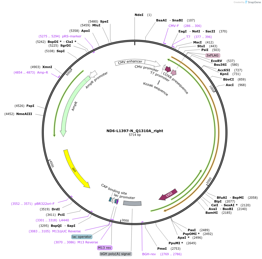 187849-plasmid-map-sequence-id-375503