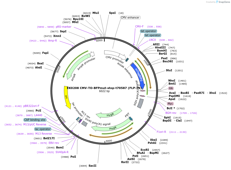 191138-plasmid-map-sequence-id-375504