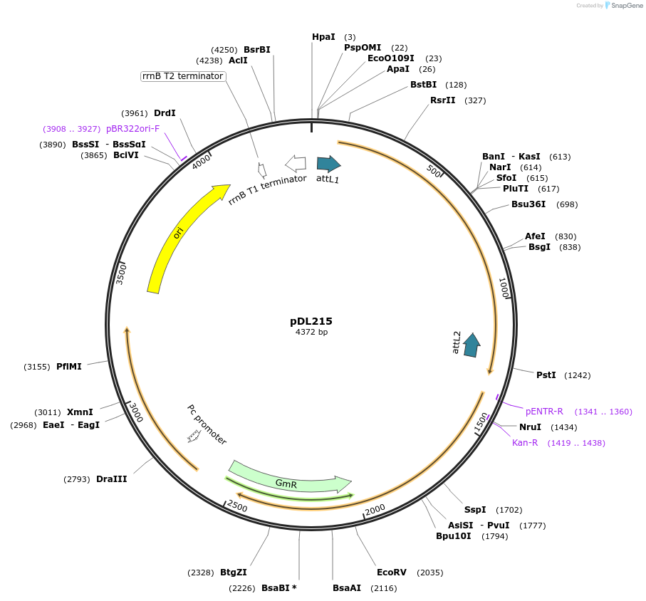 175925-plasmid-map-sequence-id-375506