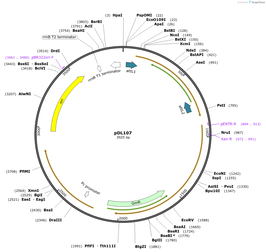 175912-plasmid-map-sequence-id-375507