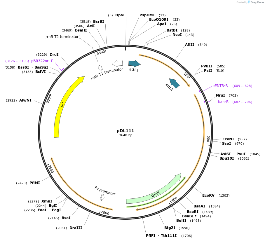 175916-plasmid-map-sequence-id-375508