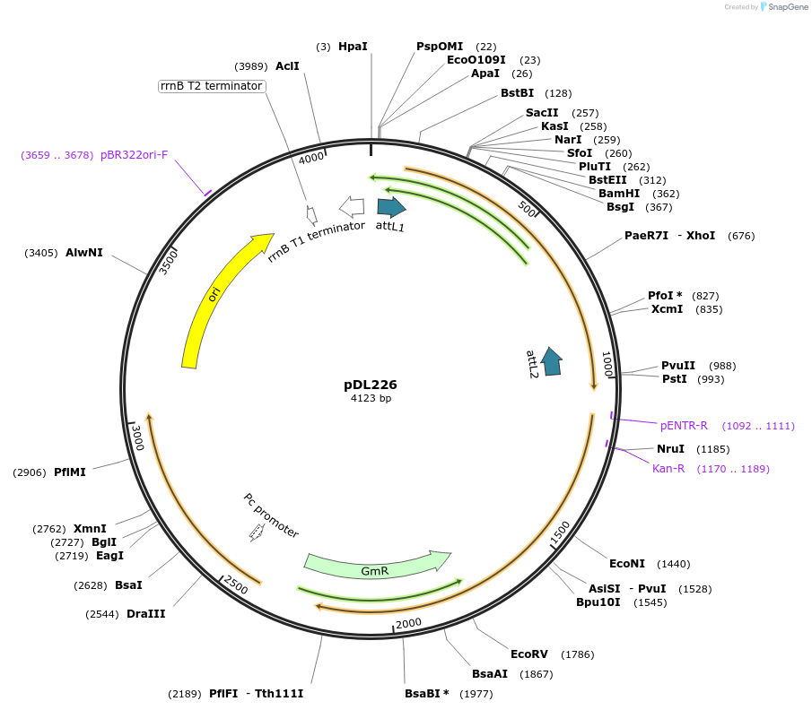 175929-plasmid-map-sequence-id-375509