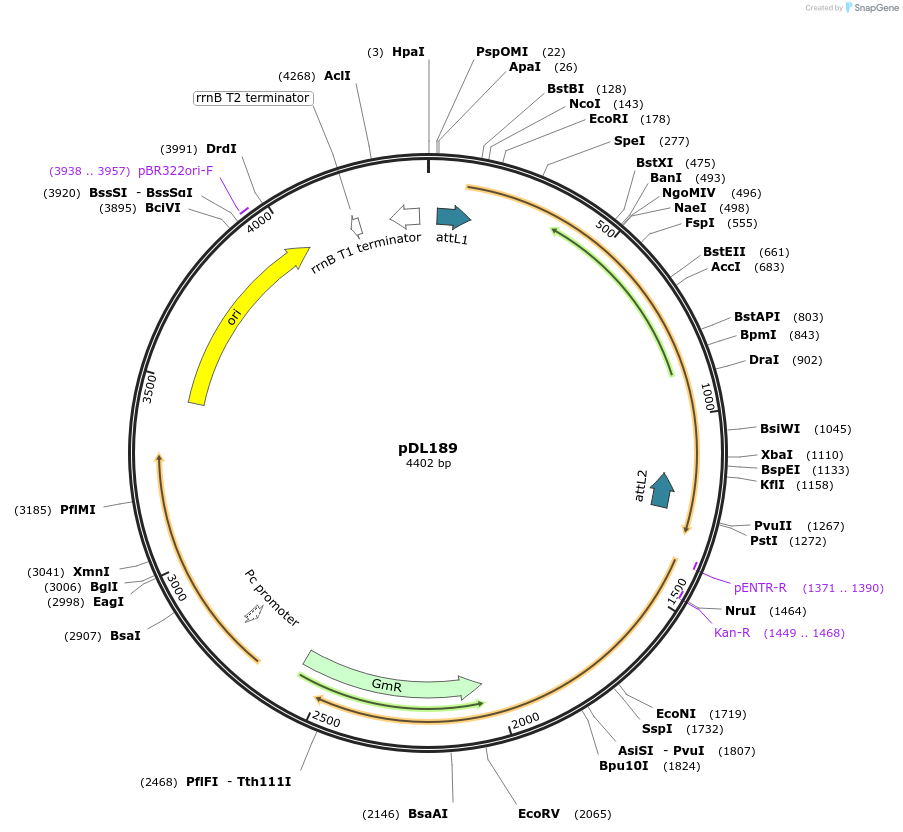 175928-plasmid-map-sequence-id-375511