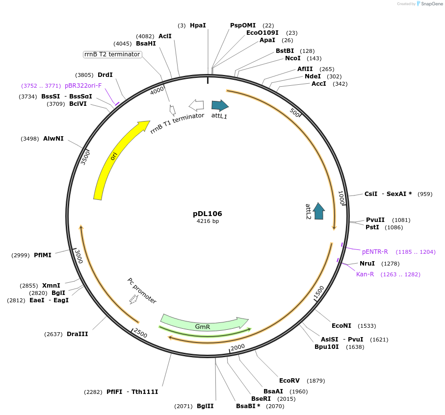 175911-plasmid-map-sequence-id-375514