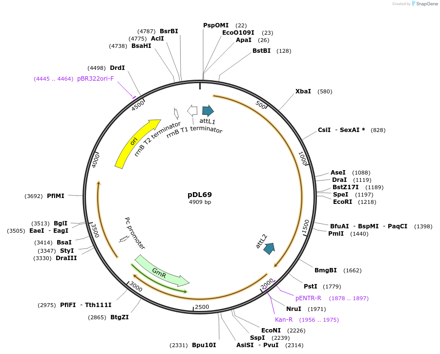 175905-plasmid-map-sequence-id-375515
