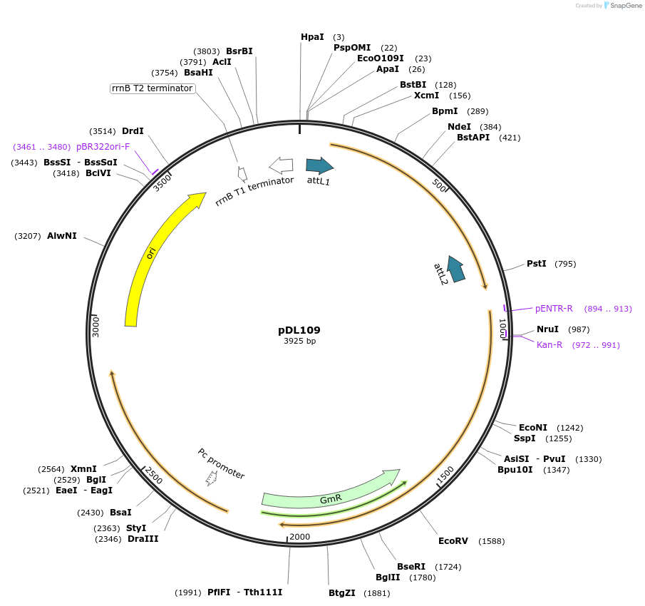 175914-plasmid-map-sequence-id-375518