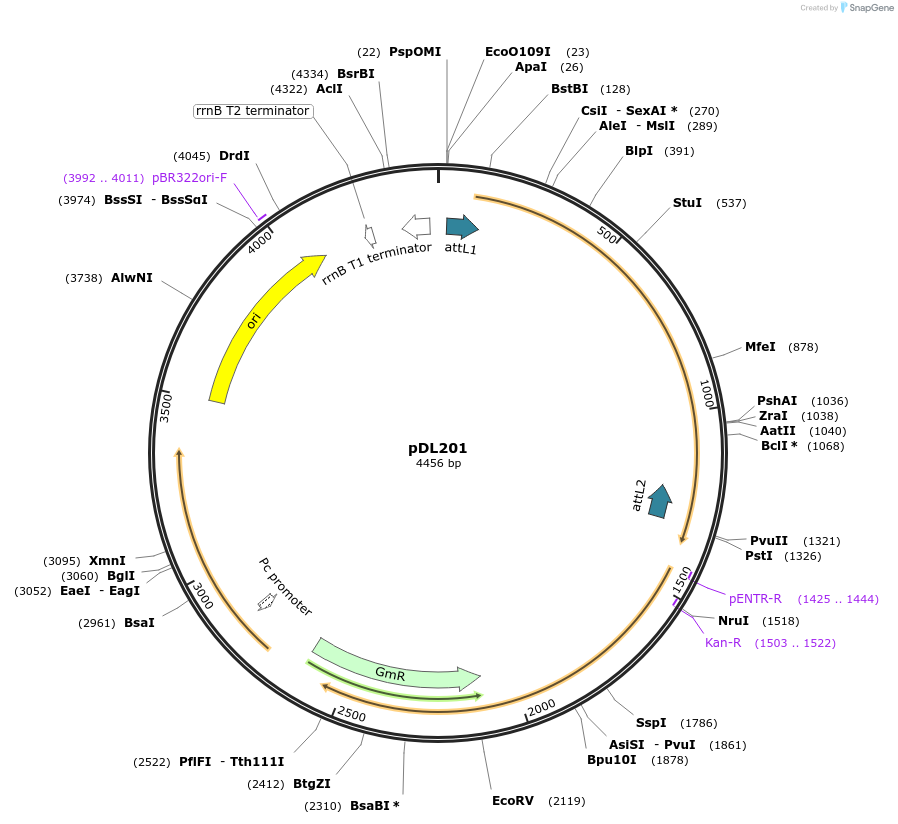 175919-plasmid-map-sequence-id-375521