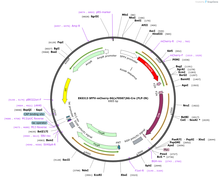 191149-plasmid-map-sequence-id-375531