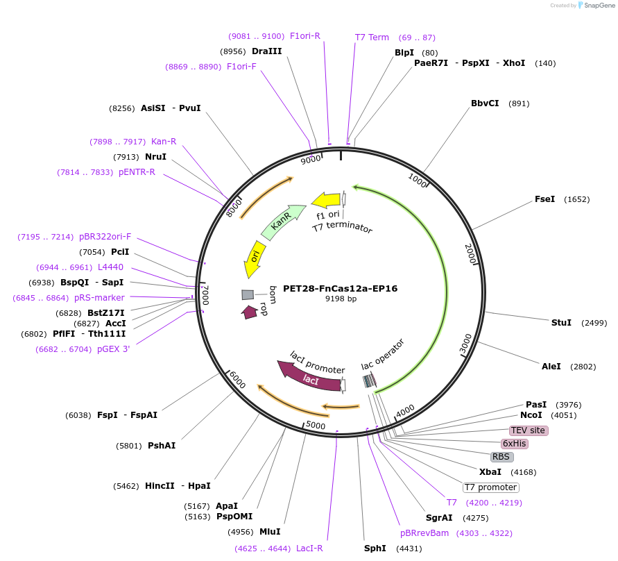 183636-plasmid-map-sequence-id-375575