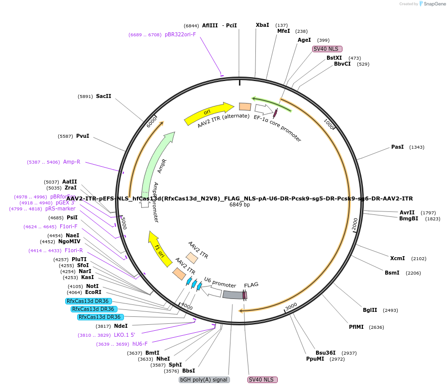 191795-plasmid-map-sequence-id-375580