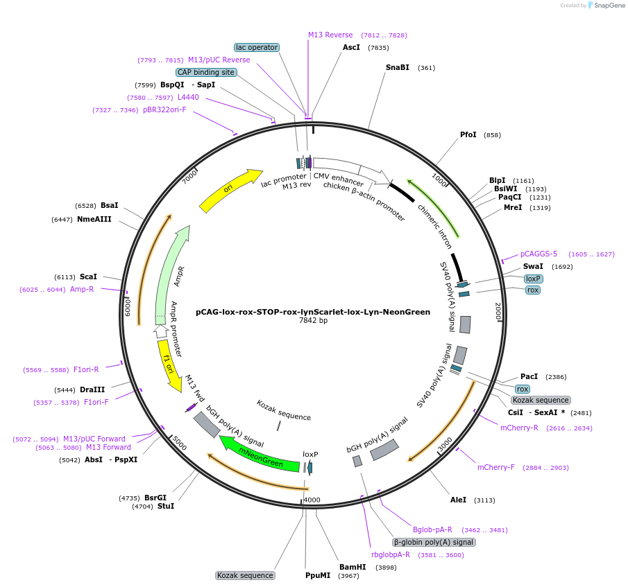 175259-plasmid-map-sequence-id-375583