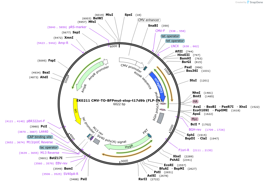 191139-plasmid-map-sequence-id-375597
