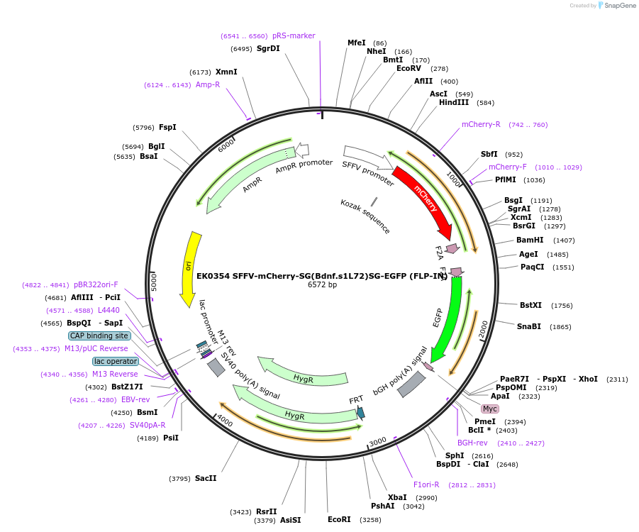 191151-plasmid-map-sequence-id-375599